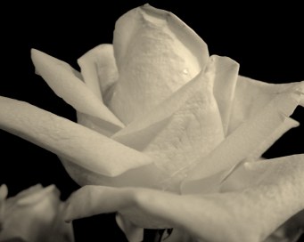 Photo by: Starr Chen