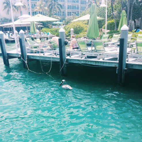 Pelican? at the docks